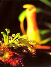 sundew